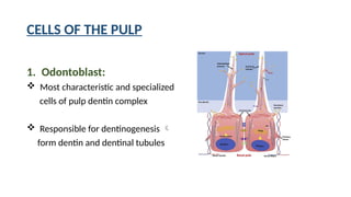 Dentine pulp complex. STRUCTURE ORESENTATION PPT | PPTX