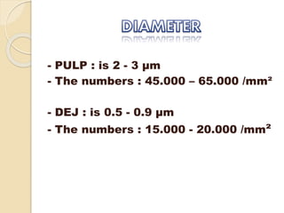 - PULP : is 2 - 3 μm 
- The numbers : 45.000 – 65.000 /mm² 
- DEJ : is 0.5 - 0.9 μm 
- The numbers : 15.000 - 20.000 /mm² 
 