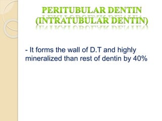 - It forms the wall of D.T and highly 
mineralized than rest of dentin by 40% 
 