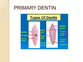 PRIMARY DENTIN 
 