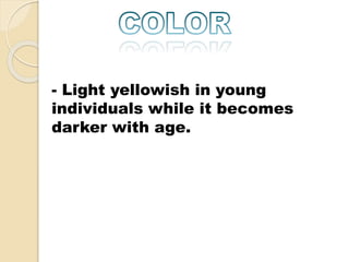 - Light yellowish in young 
individuals while it becomes 
darker with age. 
 