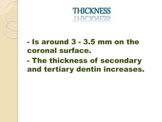 THICKNESS 
- Is around 3 - 3.5 mm on the 
coronal surface. 
- The thickness of secondary 
and tertiary dentin increases. 
 