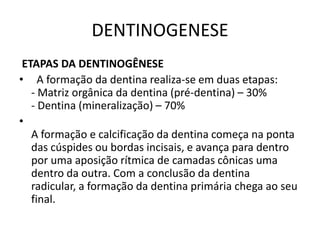 DENTINOGENESE
 ETAPAS DA DENTINOGÊNESE
• A formação da dentina realiza-se em duas etapas:
   - Matriz orgânica da dentina (pré-dentina) – 30%
   - Dentina (mineralização) – 70%
•
   A formação e calcificação da dentina começa na ponta
   das cúspides ou bordas incisais, e avança para dentro
   por uma aposição rítmica de camadas cônicas uma
   dentro da outra. Com a conclusão da dentina
   radicular, a formação da dentina primária chega ao seu
   final.
 