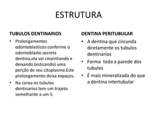 ESTRUTURA
TUBULOS DENTINARIOS               DENTINA PERITUBULAR
• Prolongamentos                  • A dentina que circunda
  odontoblasticos:conforme o        diretamente os tubulos
  odontoblasto secreta              dentinarios
  dentina,ela vai cmainhando e
  deixando (esticando) uma
                                  • Forma toda a parede dos
  porção de seu citoplasma.Este     tubulos
  prolongamento deixa expaços.    • É mais mineralizada do que
• Na coroa os tubulos               a dentina intertubular
  dentinarios tem um trajeto
  semelhante a um S.
 