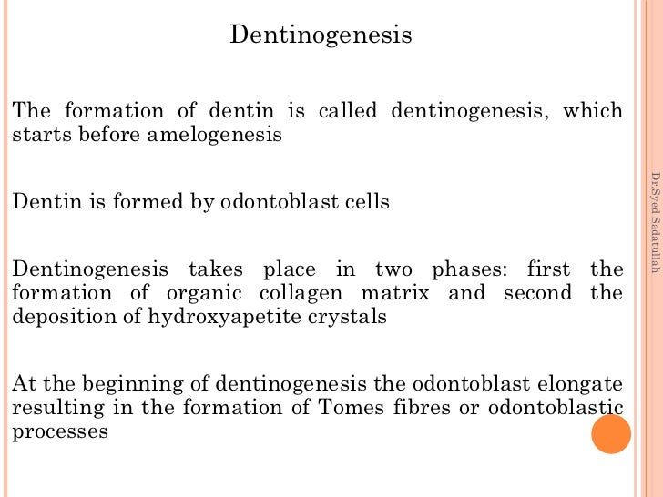 Dentinogenesis