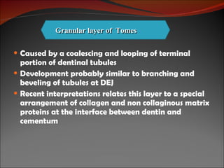 Caused by a coalescing and looping of terminal portion of dentinal tubules Development probably similar to branching and beveling of tubules at DEJ Recent interpretations relates this layer to a special arrangement of collagen and non collaginous matrix proteins at the interface between dentin and cementum Granular layer of  Tomes 