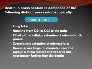 Dentin in cross section is composed of the following distinct areas microscopically. Long tube Running from DEJ or DCJ to the pulp Filled with a cellular extension of odontoblastic process Cytoplasmic extension of odontoblasts Processes are larger in diameter near the pulp(3-4 micro meter) and taper to one micrometer further into the dentin Dentinal tubule 