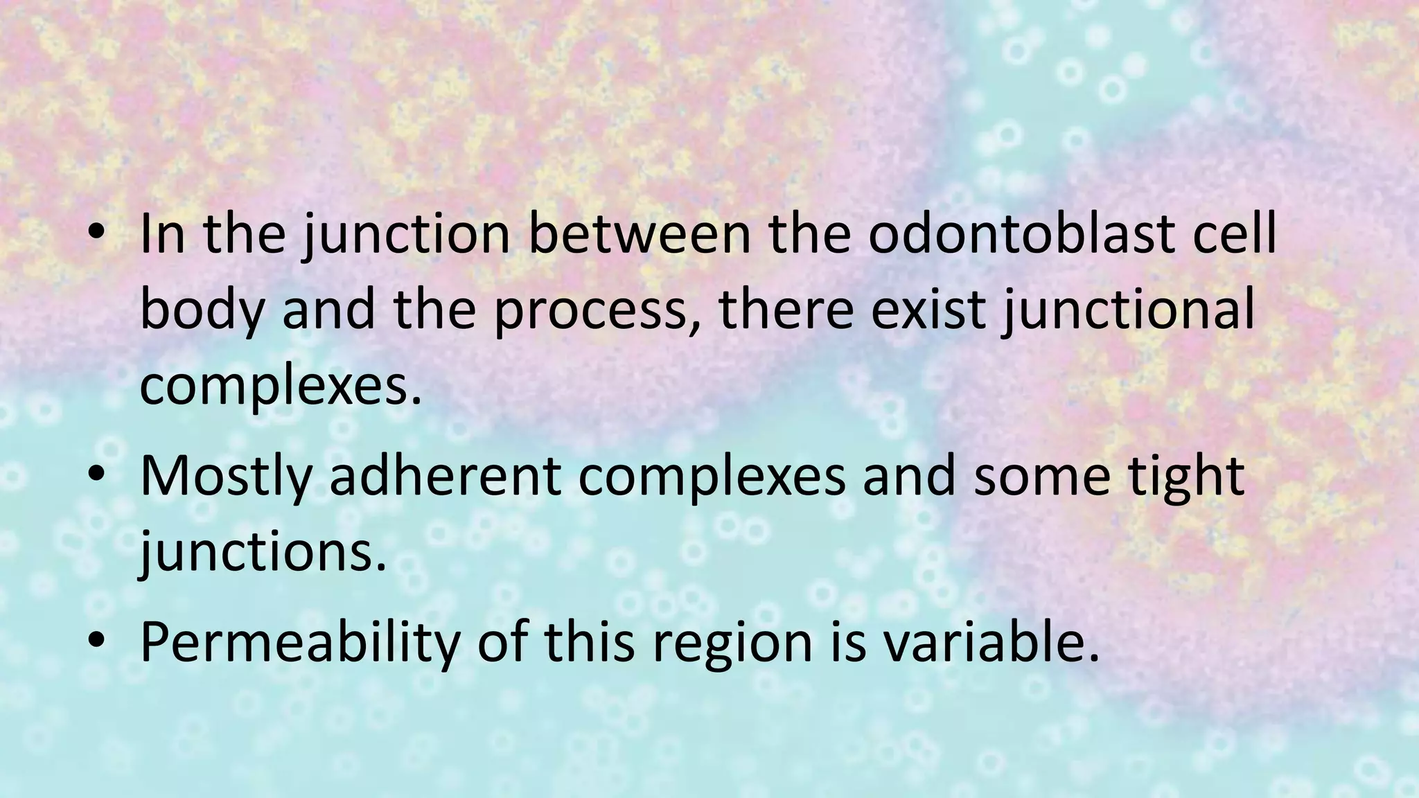 • In the junction between the odontoblast cell
body and the process, there exist junctional
complexes.
• Mostly adherent complexes and some tight
junctions.
• Permeability of this region is variable.
 