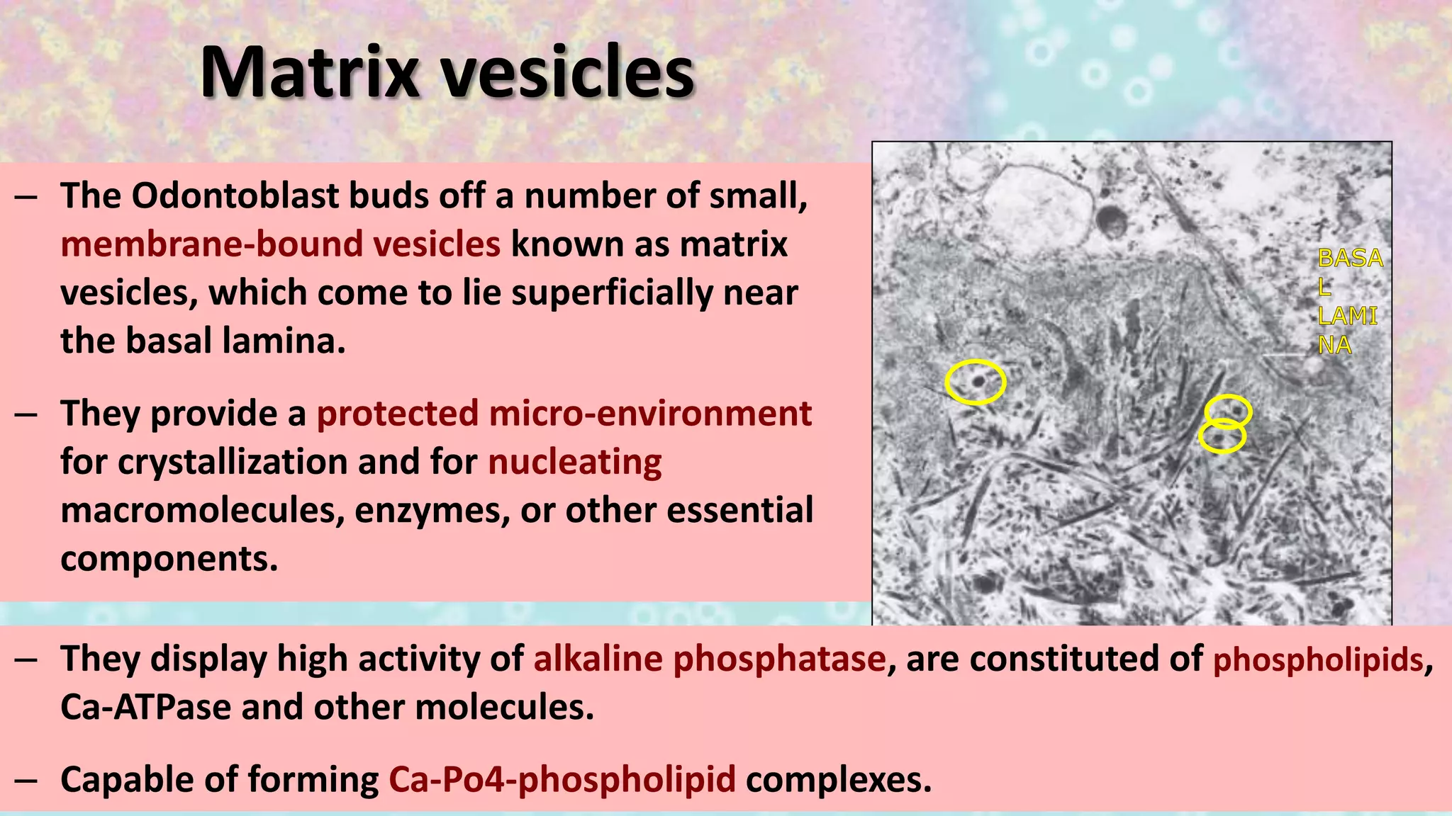Matrix vesicles
– The Odontoblast buds off a number of small,
membrane-bound vesicles known as matrix
vesicles, which come to lie superficially near
the basal lamina.
– They provide a protected micro-environment
for crystallization and for nucleating
macromolecules, enzymes, or other essential
components.
– They display high activity of alkaline phosphatase, are constituted of phospholipids,
Ca-ATPase and other molecules.
– Capable of forming Ca-Po4-phospholipid complexes.
 