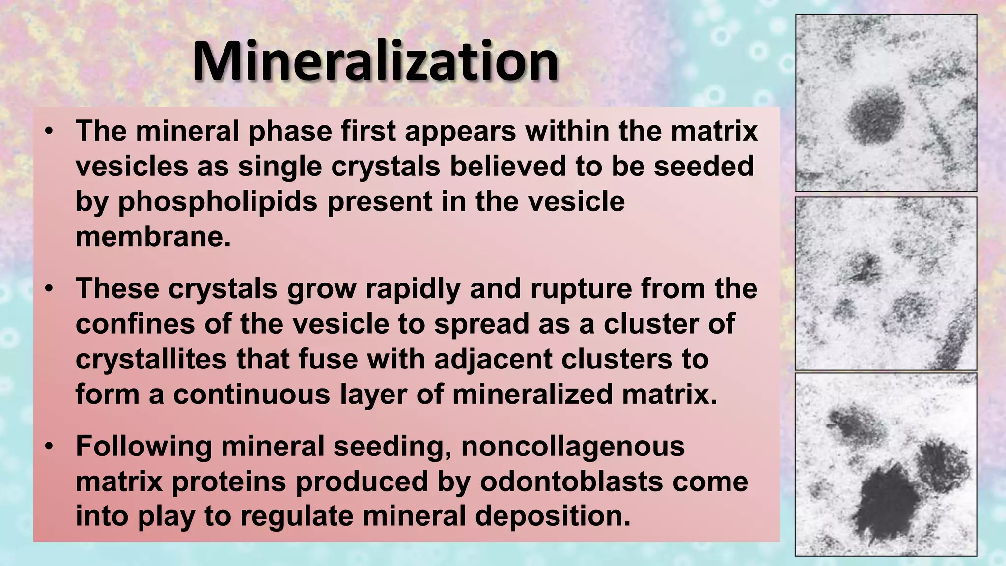 Mineralization
• The mineral phase first appears within the matrix
vesicles as single crystals believed to be seeded
by phospholipids present in the vesicle
membrane.
• These crystals grow rapidly and rupture from the
confines of the vesicle to spread as a cluster of
crystallites that fuse with adjacent clusters to
form a continuous layer of mineralized matrix.
• Following mineral seeding, noncollagenous
matrix proteins produced by odontoblasts come
into play to regulate mineral deposition.
 