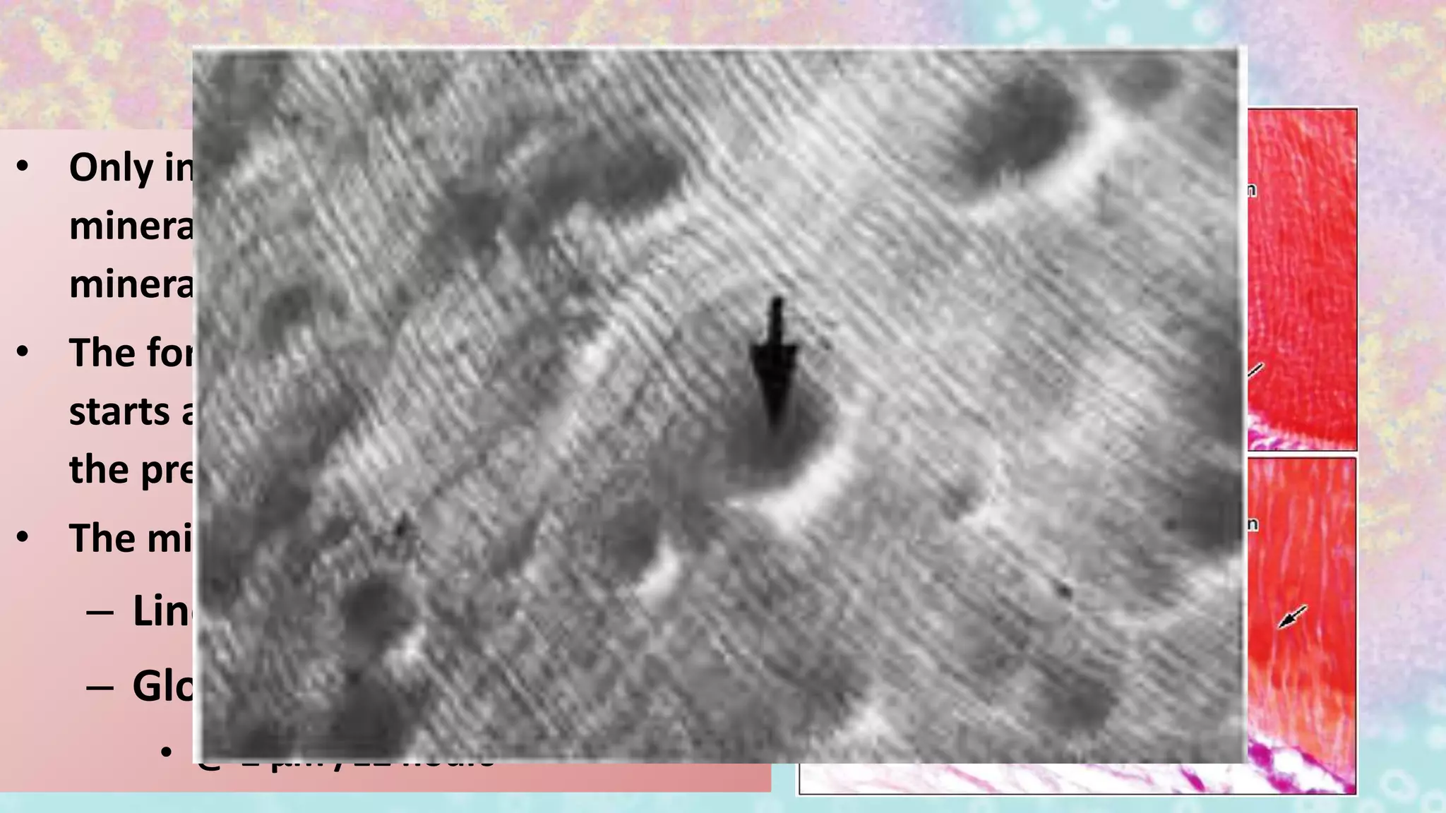 • Only intertubular dentin is
mineralized close to the
mineralization front.
• The formation of intratubular dentin
starts at some distance away from
the predentin/dentin junction.
• The mineralization is of two types:
– Linear
– Globular
• @ 2 μm /12 hours
 