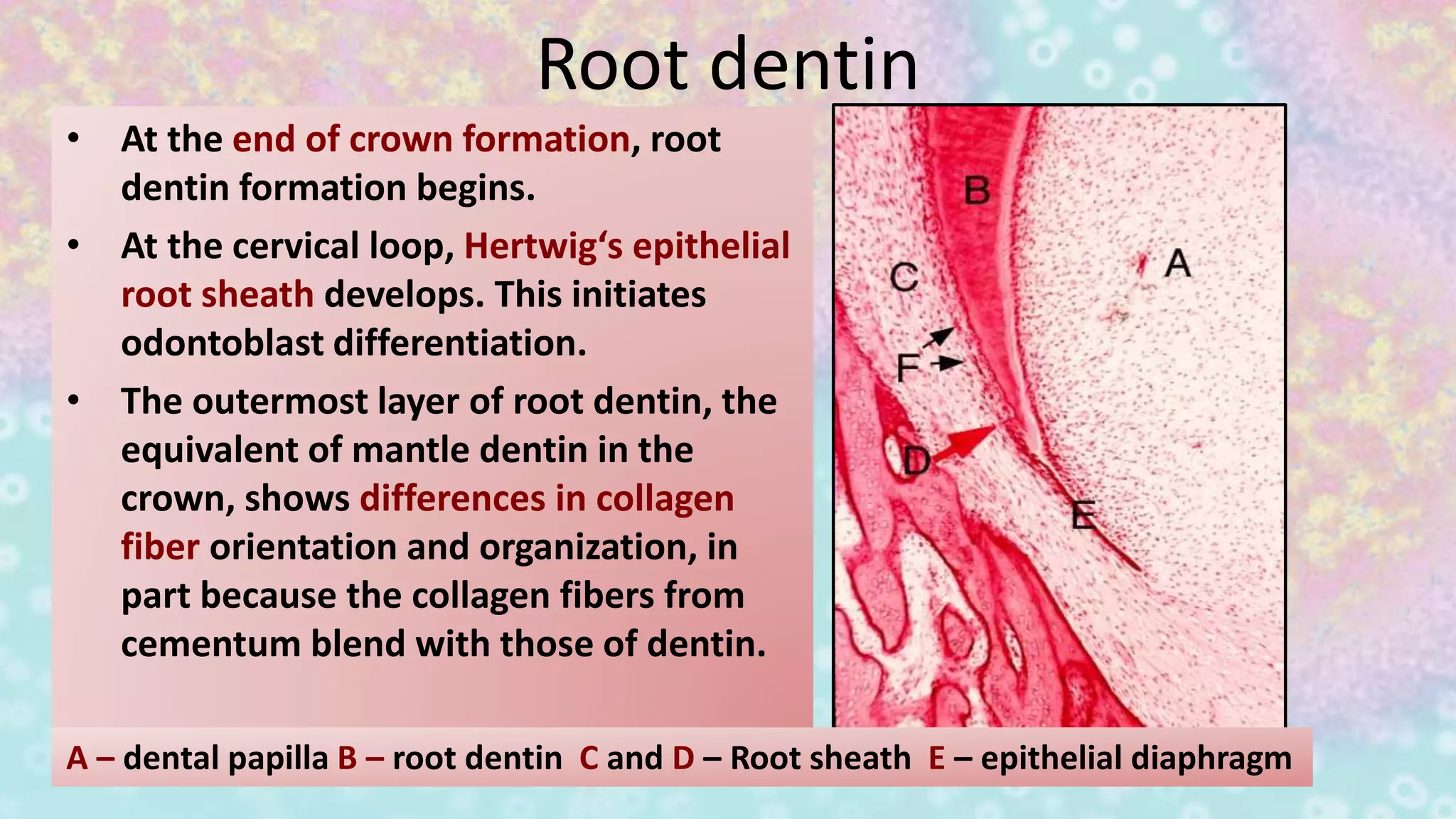 Root dentin
• At the end of crown formation, root
dentin formation begins.
• At the cervical loop, Hertwig‘s epithelial
root sheath develops. This initiates
odontoblast differentiation.
• The outermost layer of root dentin, the
equivalent of mantle dentin in the
crown, shows differences in collagen
fiber orientation and organization, in
part because the collagen fibers from
cementum blend with those of dentin.
A – dental papilla B – root dentin C and D – Root sheath E – epithelial diaphragm
 