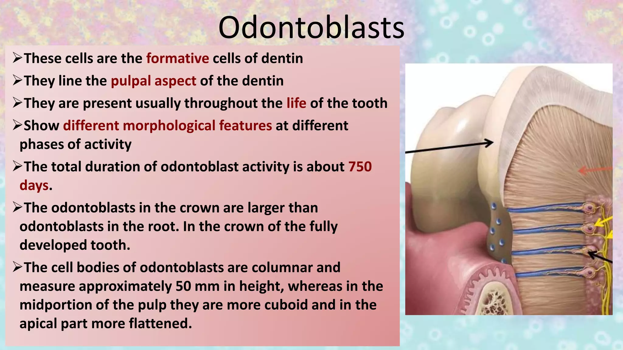 Odontoblasts
These cells are the formative cells of dentin
They line the pulpal aspect of the dentin
They are present usually throughout the life of the tooth
Show different morphological features at different
phases of activity
The total duration of odontoblast activity is about 750
days.
The odontoblasts in the crown are larger than
odontoblasts in the root. In the crown of the fully
developed tooth.
The cell bodies of odontoblasts are columnar and
measure approximately 50 mm in height, whereas in the
midportion of the pulp they are more cuboid and in the
apical part more flattened.
 