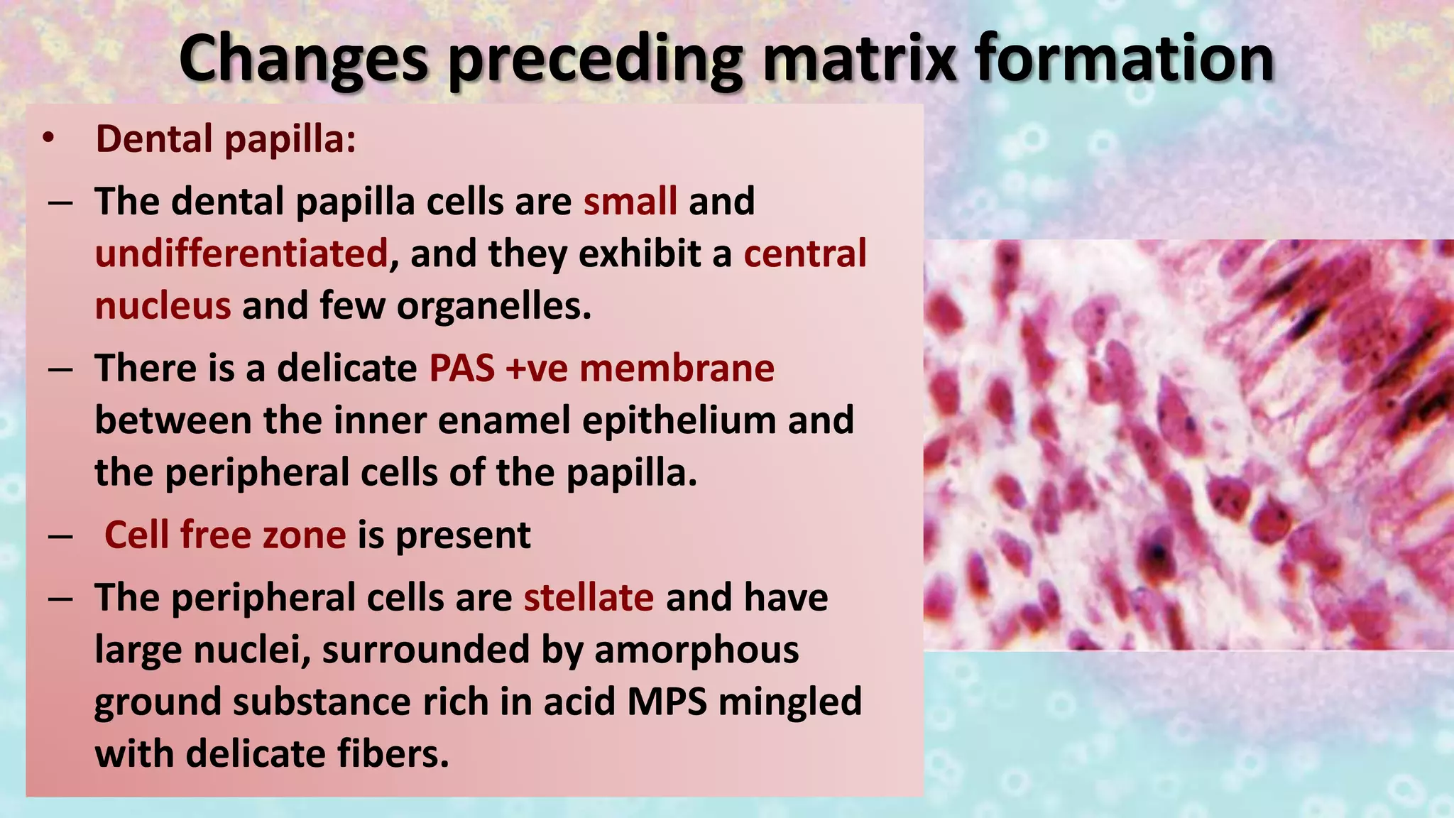 • Dental papilla:
– The dental papilla cells are small and
undifferentiated, and they exhibit a central
nucleus and few organelles.
– There is a delicate PAS +ve membrane
between the inner enamel epithelium and
the peripheral cells of the papilla.
– Cell free zone is present
– The peripheral cells are stellate and have
large nuclei, surrounded by amorphous
ground substance rich in acid MPS mingled
with delicate fibers.
Changes preceding matrix formation
 