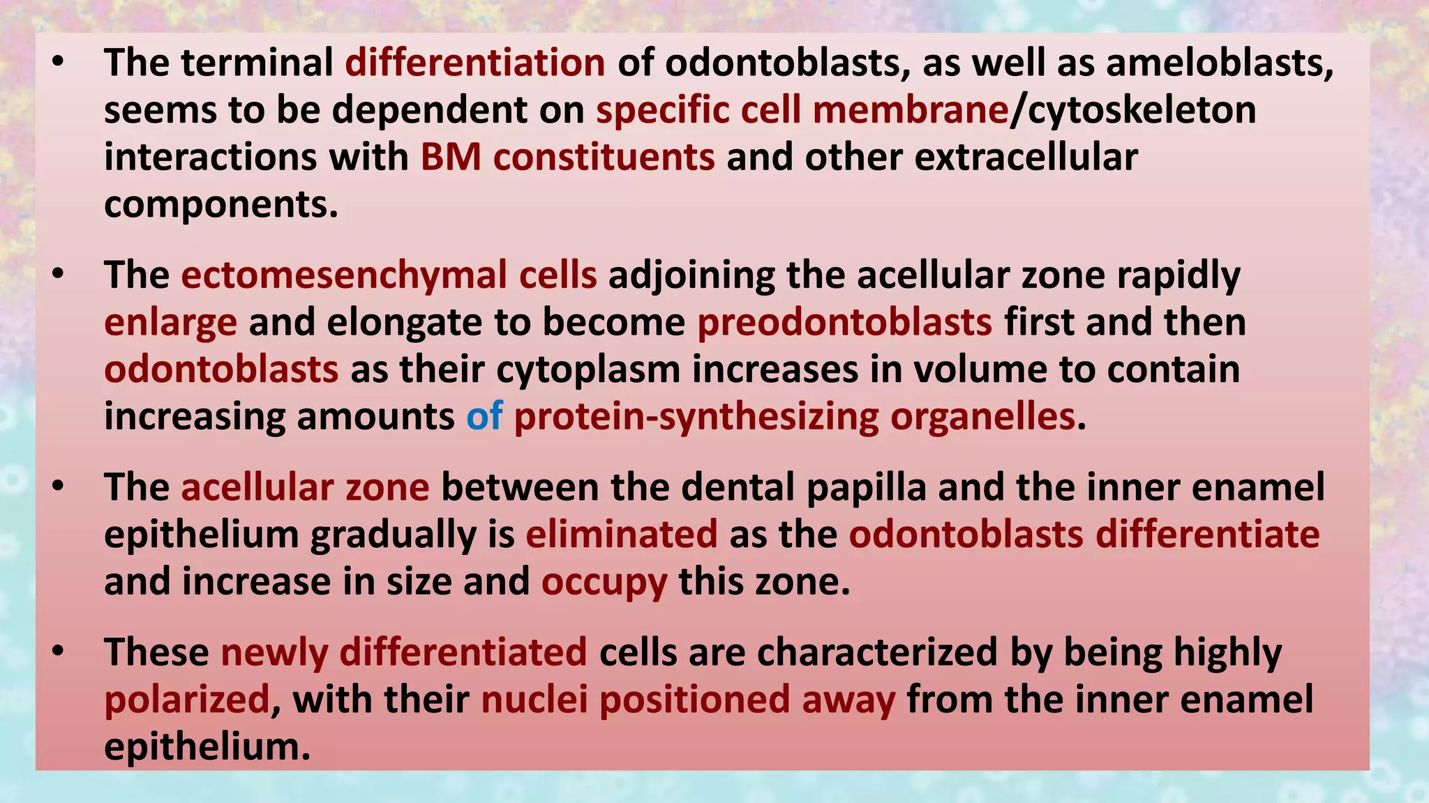 • The terminal differentiation of odontoblasts, as well as ameloblasts,
seems to be dependent on specific cell membrane/cytoskeleton
interactions with BM constituents and other extracellular
components.
• The ectomesenchymal cells adjoining the acellular zone rapidly
enlarge and elongate to become preodontoblasts first and then
odontoblasts as their cytoplasm increases in volume to contain
increasing amounts of protein-synthesizing organelles.
• The acellular zone between the dental papilla and the inner enamel
epithelium gradually is eliminated as the odontoblasts differentiate
and increase in size and occupy this zone.
• These newly differentiated cells are characterized by being highly
polarized, with their nuclei positioned away from the inner enamel
epithelium.
 