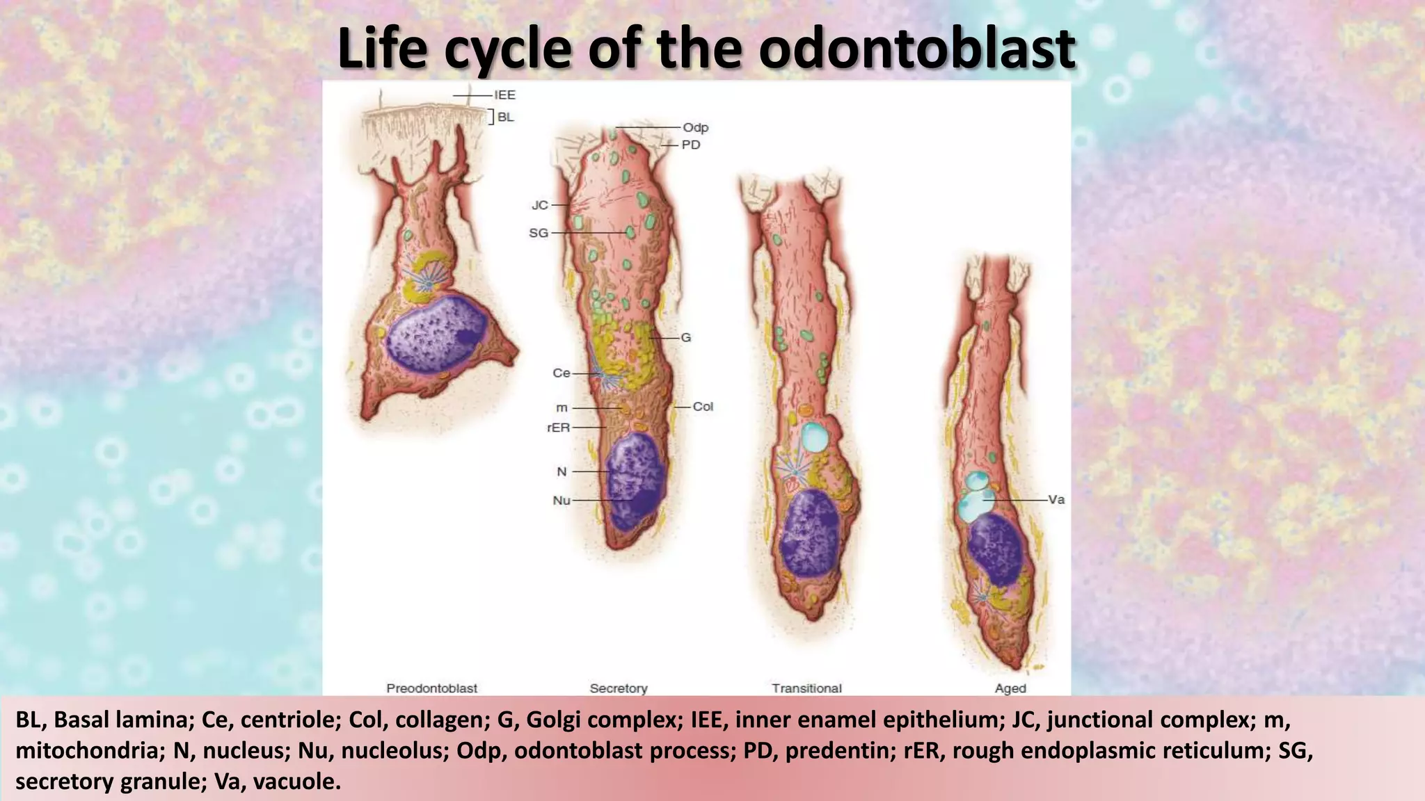 Life cycle of the odontoblast
BL, Basal lamina; Ce, centriole; Col, collagen; G, Golgi complex; IEE, inner enamel epithelium; JC, junctional complex; m,
mitochondria; N, nucleus; Nu, nucleolus; Odp, odontoblast process; PD, predentin; rER, rough endoplasmic reticulum; SG,
secretory granule; Va, vacuole.
 