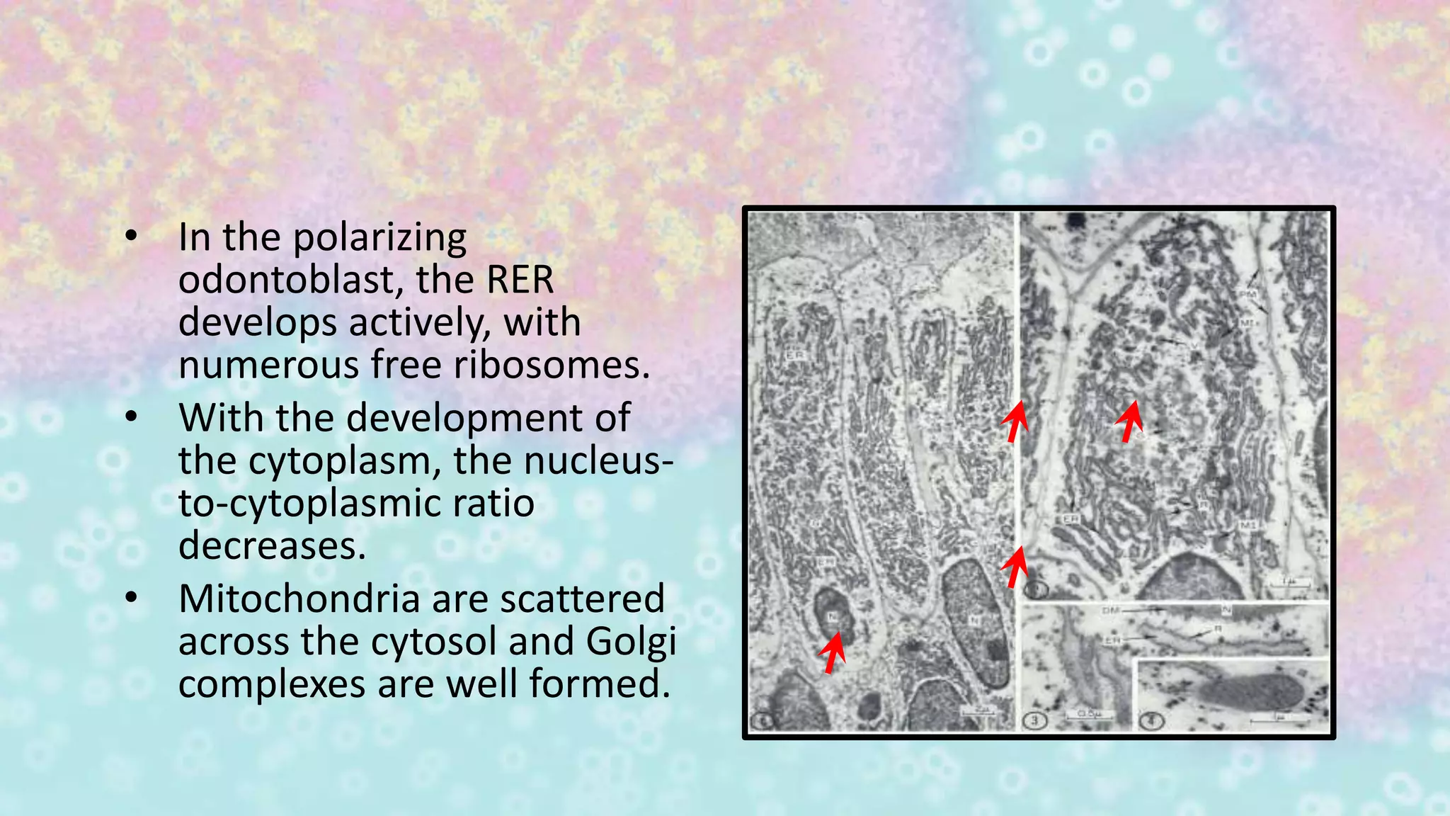 • In the polarizing
odontoblast, the RER
develops actively, with
numerous free ribosomes.
• With the development of
the cytoplasm, the nucleus-
to-cytoplasmic ratio
decreases.
• Mitochondria are scattered
across the cytosol and Golgi
complexes are well formed.
 