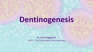 Dr. Sonal Aggarwal
M.D.S. Oral Pathology & Microbiology
Dentinogenesis
 