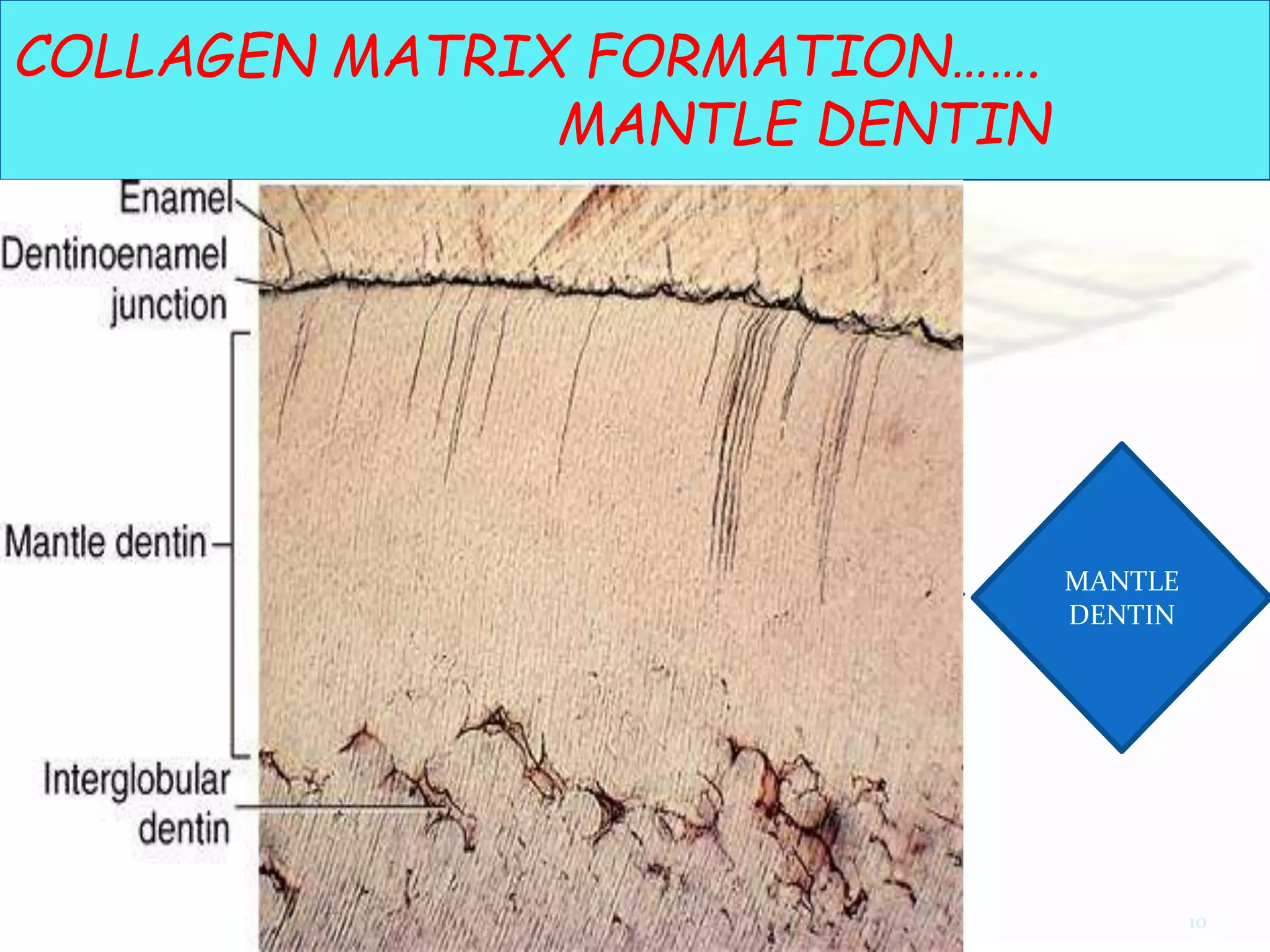 DENTINOGENESIS & DENTIN HYPERSENSITIVITY | PPTX
