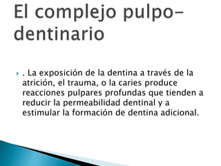  . La exposición de la dentina a través de la
atrición, el trauma, o la caries produce
reacciones pulpares profundas que tienden a
reducir la permeabilidad dentinal y a
estimular la formación de dentina adicional.
 