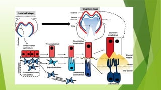 Tooth Development Pathway DEVELOPMENTAL STAGES OF TOOTH DENTAL HISTOLOGY | PPTX
