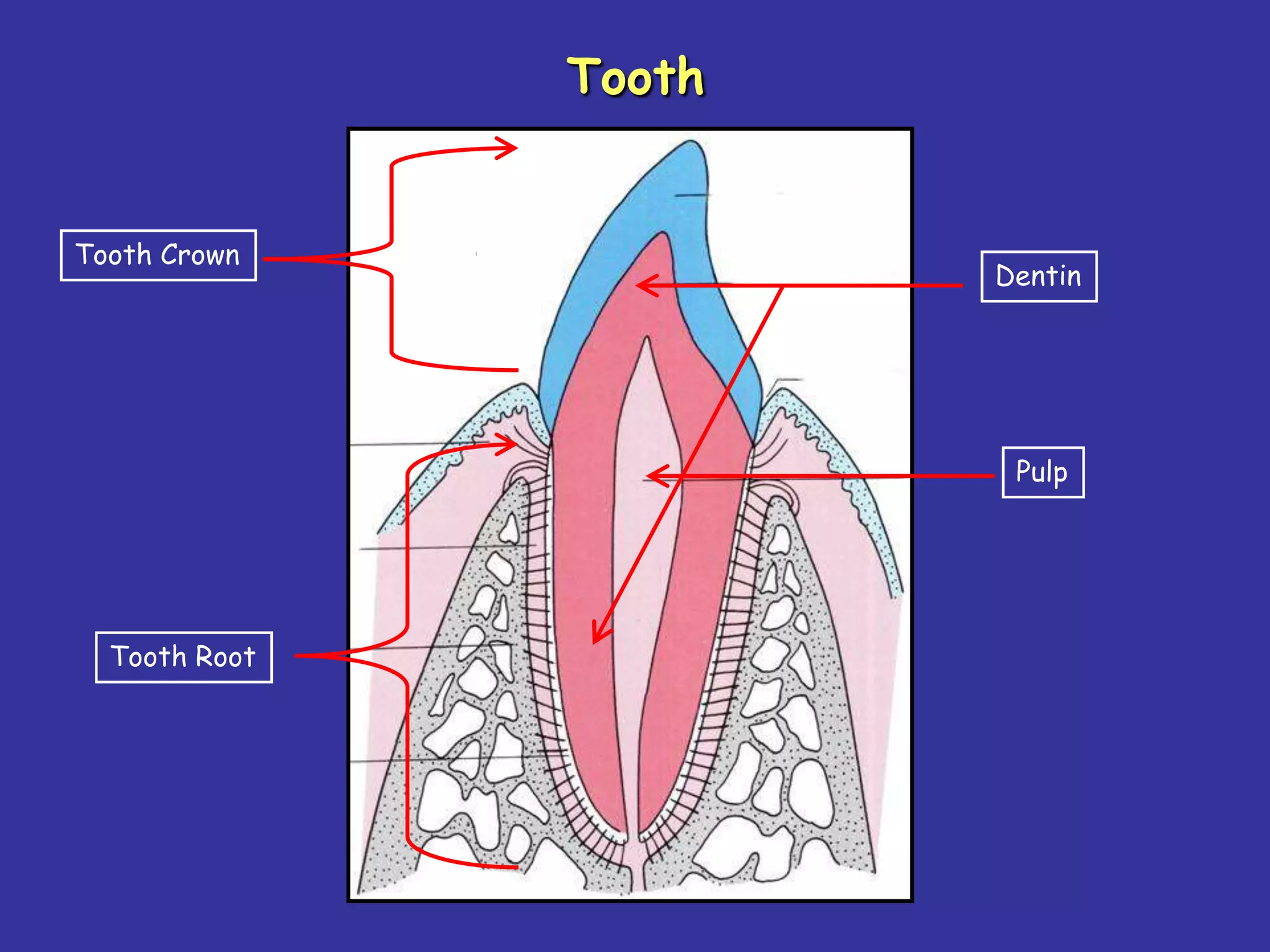 Tooth


Tooth Crown
                       Dentin




                        Pulp




  Tooth Root
 