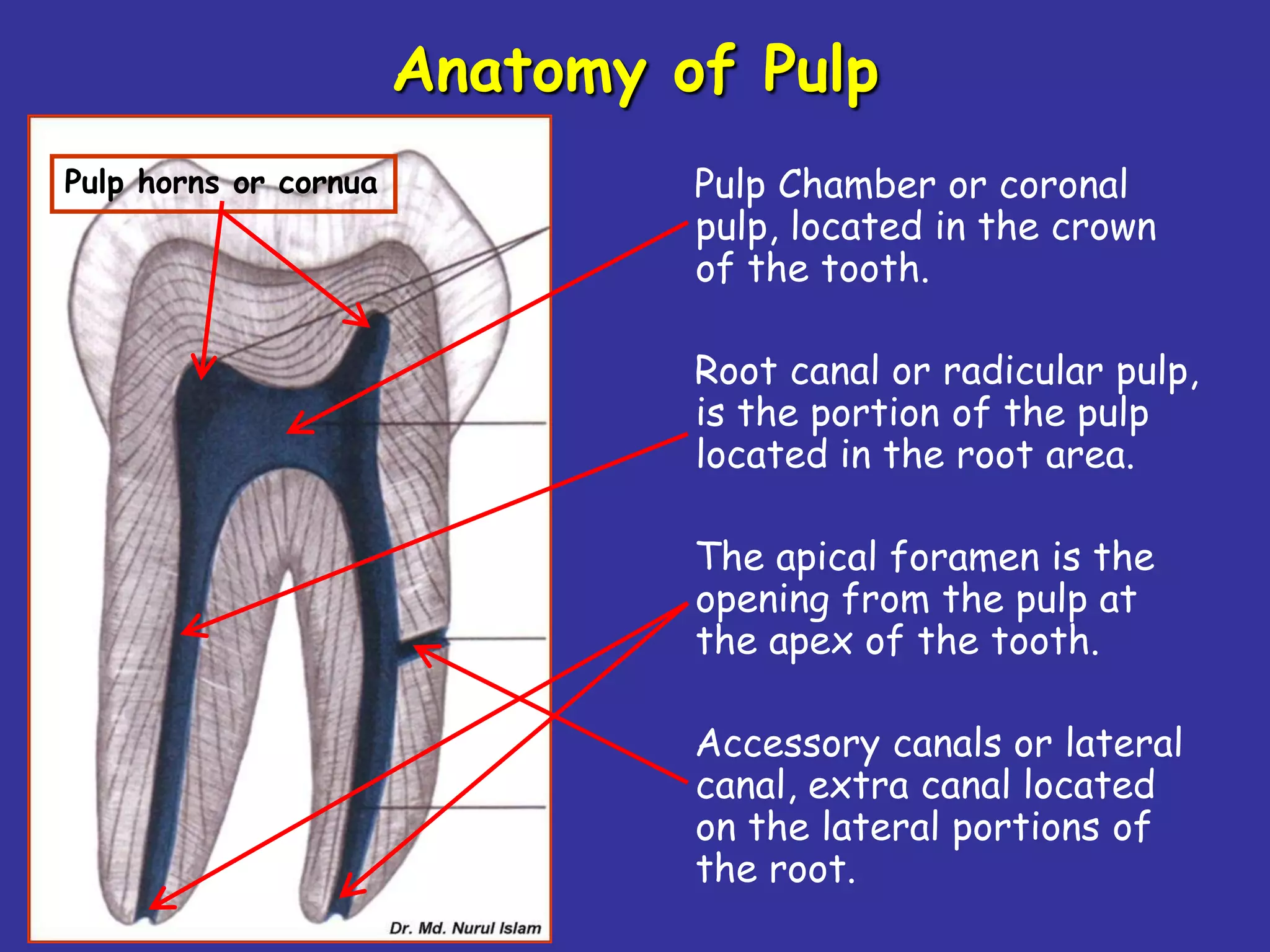 Anatomy of Pulp
Pulp horns or cornua            Pulp Chamber or coronal
                                pulp, located in the crown
                                of the tooth.

                                Root canal or radicular pulp,
                                is the portion of the pulp
                                located in the root area.

                                The apical foramen is the
                                opening from the pulp at
                                the apex of the tooth.

                                Accessory canals or lateral
                                canal, extra canal located
                                on the lateral portions of
                                the root.
 