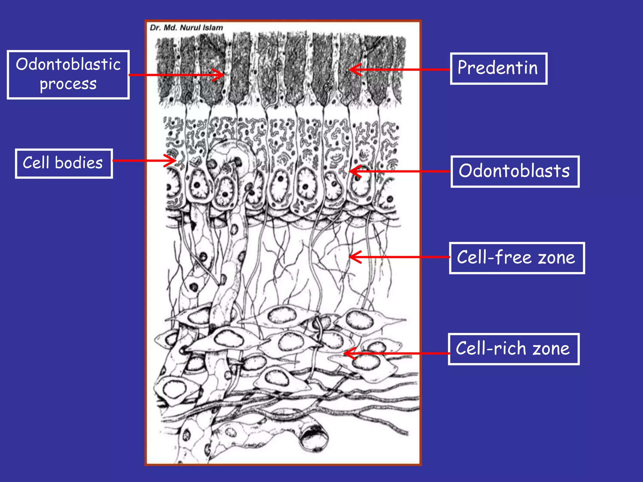 Odontoblastic   Predentin
  process



Cell bodies
                Odontoblasts



                Cell-free zone




                Cell-rich zone
 