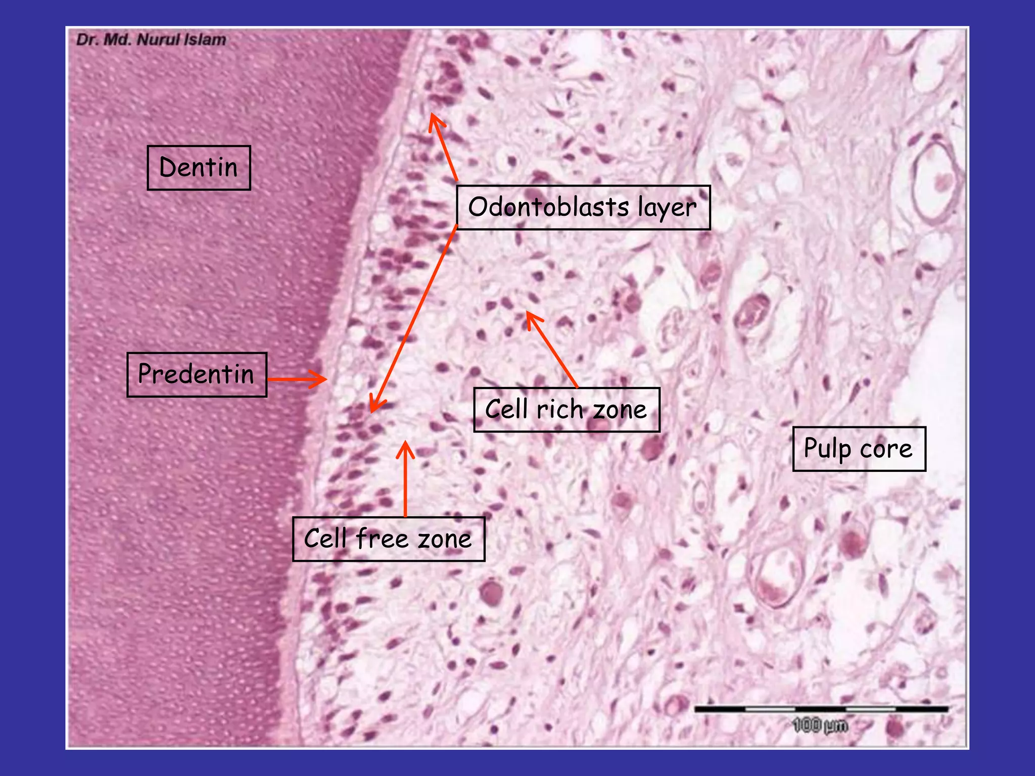 Dentin
                         Odontoblasts layer




Predentin
                             Cell rich zone
                                              Pulp core


            Cell free zone
 