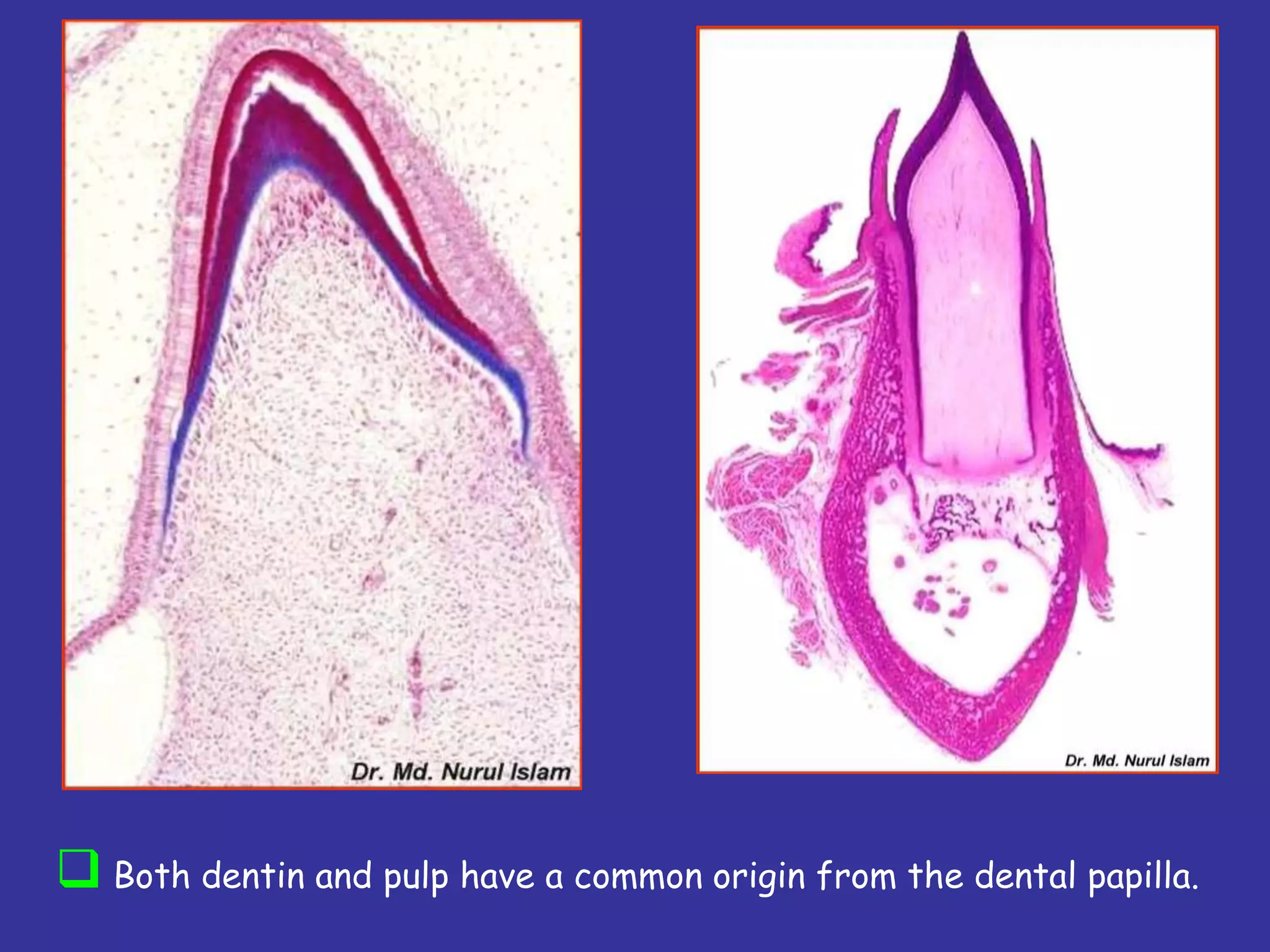  Both dentin and pulp have a common origin from the dental papilla.
 