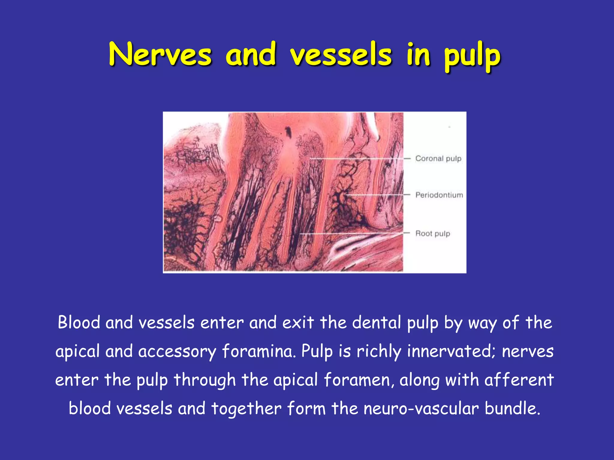 Nerves and vessels in pulp




Blood and vessels enter and exit the dental pulp by way of the
apical and accessory foramina. Pulp is richly innervated; nerves
enter the pulp through the apical foramen, along with afferent
 blood vessels and together form the neuro-vascular bundle.
 