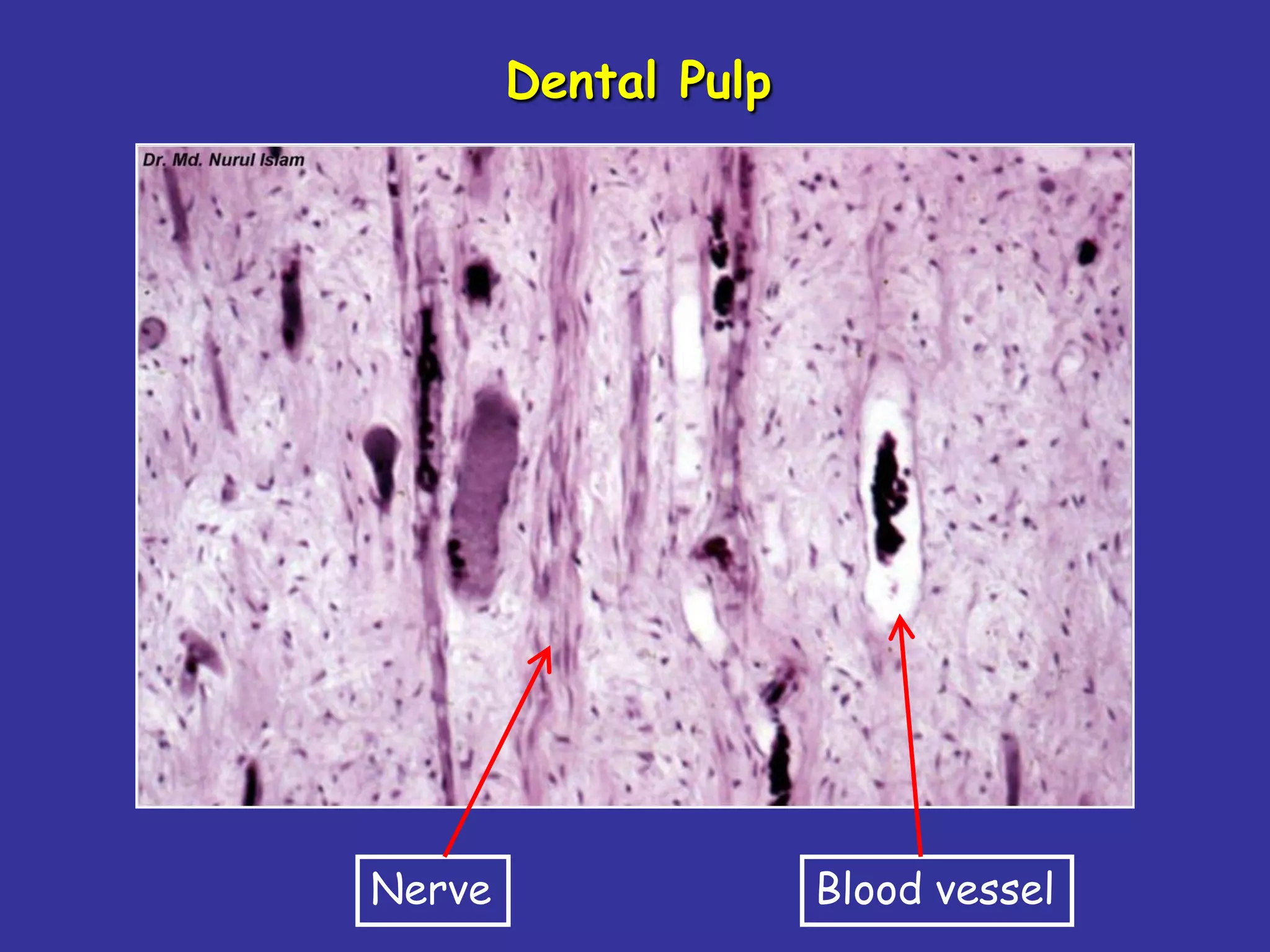 Dental Pulp




Nerve                 Blood vessel
 