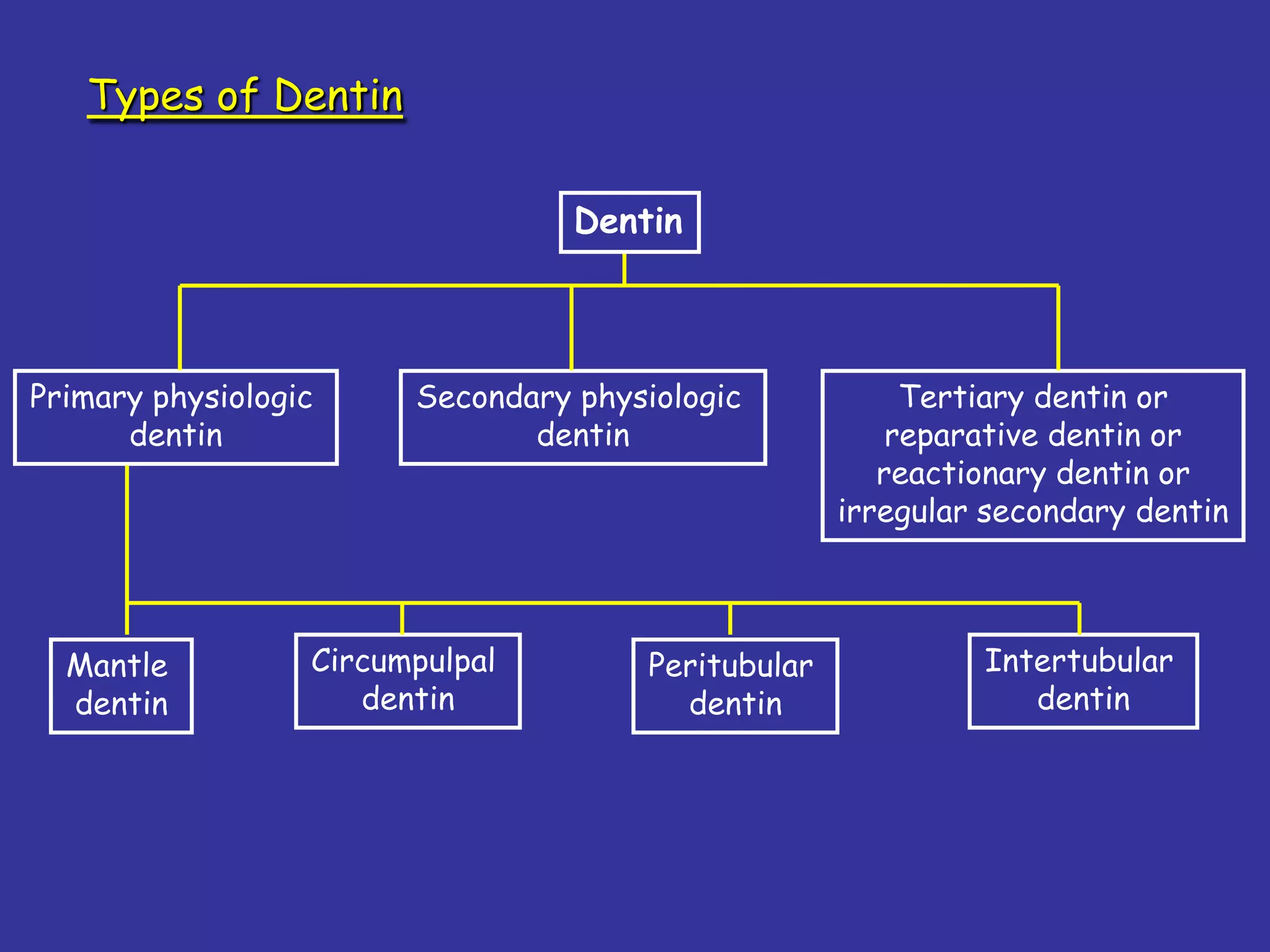 Types of Dentin

                                  Dentin



Primary physiologic     Secondary physiologic             Tertiary dentin or
      dentin                   dentin                    reparative dentin or
                                                        reactionary dentin or
                                                     irregular secondary dentin



  Mantle          Circumpulpal         Peritubular            Intertubular
  dentin             dentin              dentin                  dentin
 