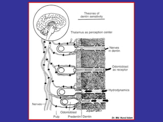 Dentin pulp complex | PPTX