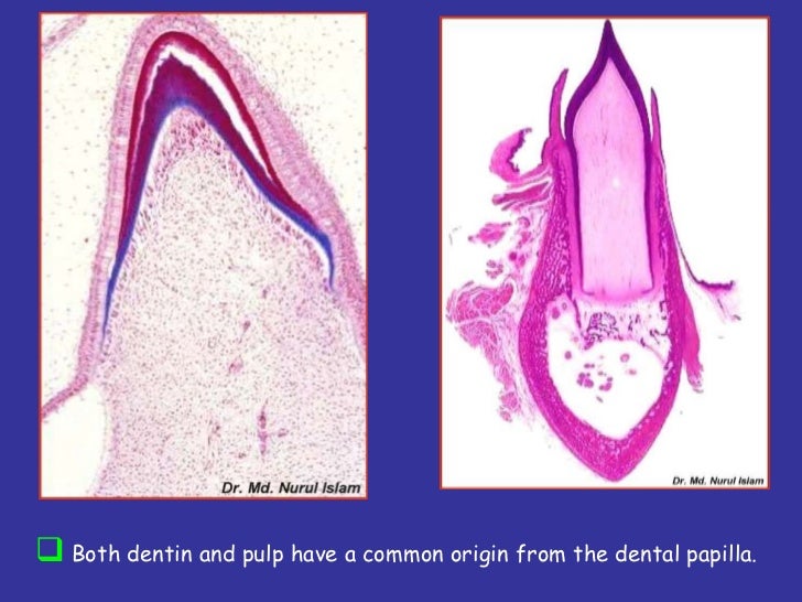 Dentin pulp complex