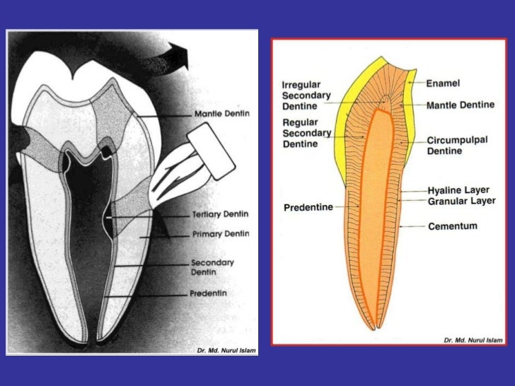 Dentin pulp complex