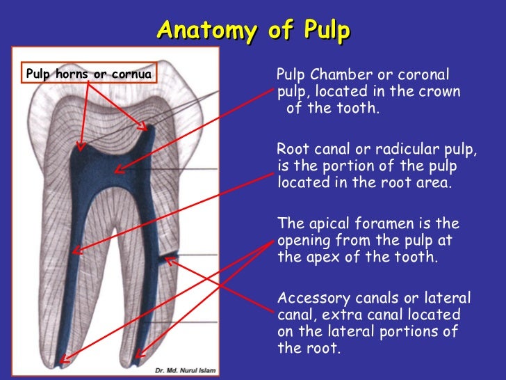 Dentin pulp complex