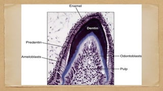 Dentin Pulp complex.pptx