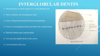 Dentin By Dr Yashkumar Shah | PPTX