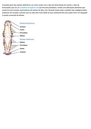 O estado geral dos dentes definitivos vai variar muito com o tipo de alimentação do animal, o tipo de
brinquedos que rói, os cuidados de higiene oral que lhe são prestados e ainda com alterações dentárias que
possa ter (má oclusão, permanência de dentes de leite, etc). Quando todos estes cuidados são negligenciados
podemos ser levados a pensar que os cães têm mais idade do que realmente têm pois pode haver um desgaste
e queda acrescida de dentes.
 