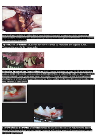 Cárie dentária em carniceiro de canídeo. Note-se a solução de continuidade na face externa do dente, cujo esmalte se
encontra coberto por tártaro. Na zona da cárie a coloração é escura devido à oxidação do marfim exposto ao ar na sequência
do desaparecimento do esmalte.
3) Fraturas Dentárias: causadas por traumatismos ou mordidas em objetos duros.
Tratamento através de restauração.
4) Lesões Reabsortivas Odontoclásticas: Muito comum em gatos de mais de 07 anos de idade.
A causa ainda é idiopática (não conhecida detalhadamente) e o tratamento pode ser por restauração
no início da lesão, mas geralmente se faz a extração do dente acometido. A dor é sensivelmente
alta fazendo o animal fugir da comida apesar da fome. Lesões similares podem ocorrer no cão, mas
com frequência bem menor.
5) Permanência de Dentes Decíduos: Dentes-de-leite quando não caem naturalmente podem
causar acúmulo de sujeira entre os dentes caninos e até mudança (desvio) no crescimento normal
do dente permanente.
 