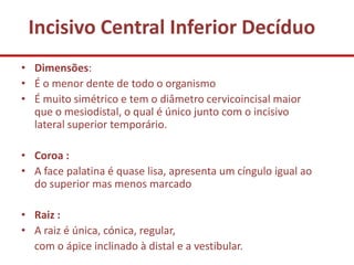 Incisivo Central Inferior Decíduo
• Dimensões:
• É o menor dente de todo o organismo
• É muito simétrico e tem o diâmetro cervicoincisal maior
  que o mesiodistal, o qual é único junto com o incisivo
  lateral superior temporário.

• Coroa :
• A face palatina é quase lisa, apresenta um cíngulo igual ao
  do superior mas menos marcado

• Raiz :
• A raiz é única, cónica, regular,
  com o ápice inclinado à distal e a vestibular.
 