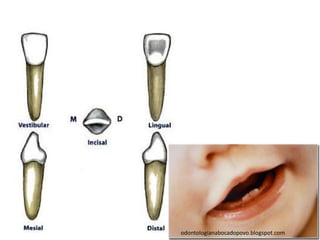 odontologianabocadopovo.blogspot.com
 