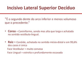 Incisivo Lateral Superior Decíduo

“É o segundo dente do arco inferior e menos volumoso
que o precedente.”

• Coroa = Caniniforme, sendo mas alta que larga e achatada
  no sentido vestíbulo-lingual.

• Raiz = Conóide, achatada no sentido mésio-distal e em 99,6%
   dos casos é única
  Face Vestibular = muito convexa
  Face Lingual = estreita e profundamente escavada
 