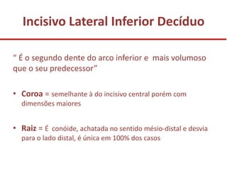 Incisivo Lateral Inferior Decíduo

“ É o segundo dente do arco inferior e mais volumoso
que o seu predecessor”

• Coroa = semelhante à do incisivo central porém com
  dimensões maiores


• Raiz = É conóide, achatada no sentido mésio-distal e desvia
  para o lado distal, é única em 100% dos casos
 