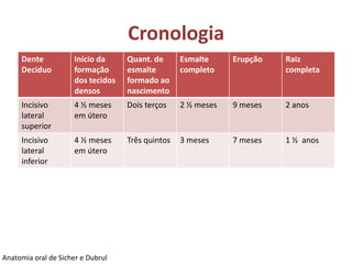 Cronologia
     Dente           Início da     Quant. de      Esmalte     Erupção   Raiz
     Decíduo         formação      esmalte        completo              completa
                     dos tecidos   formado ao
                     densos        nascimento
     Incisivo        4 ½ meses     Dois terços    2 ½ meses   9 meses   2 anos
     lateral         em útero
     superior
     Incisivo        4 ½ meses     Três quintos   3 meses     7 meses   1 ½ anos
     lateral         em útero
     inferior




Anatomia oral de Sicher e Dubrul
 