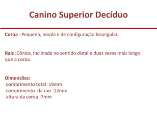 Canino Superior Decíduo
Coroa : Pequena, ampla e de configuração losangular.


Raiz :Cônica, Inclinada no sentido distal e duas vezes mais longa
que a coroa.


Dimensões:
comprimento total :19mm
comprimento da raiz :12mm
altura da coroa :7mm
 
