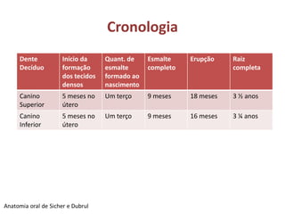 Cronologia
Dente      Início da     Quant. de    Esmalte    Erupção    Raiz
Decíduo    formação      esmalte      completo              completa
           dos tecidos   formado ao
           densos        nascimento
Canino     5 meses no    Um terço     9 meses    18 meses   3 ½ anos
Superior   útero
Canino     5 meses no    Um terço     9 meses    16 meses   3 ¼ anos
Inferior   útero
 