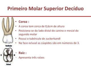 Primeiro Molar Superior Decíduo

   • Coroa :
   • A coroa tem cerca de 0,6cm de altura
   • Posiciona-se do lado distal do canino e mesial do
     segundo molar
   • Possui o tubérculo de zuckerkandl
   • Na face oclusal as cúspides são em números de 3.


   • Raiz :
   • Apresenta três raízes
 