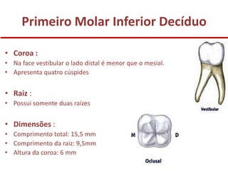 Primeiro Molar Inferior Decíduo

• Coroa :
• Na face vestibular o lado distal é menor que o mesial.
• Apresenta quatro cúspides


• Raiz :
• Possui somente duas raízes


• Dimensões :
• Comprimento total: 15,5 mm
• Comprimento da raiz: 9,5mm
• Altura da coroa: 6 mm
 